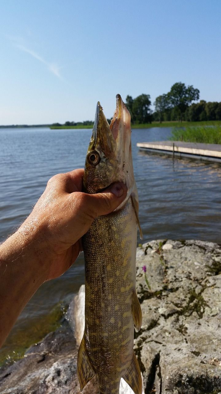 Angler hält einen gefangenen Hecht am Ufer