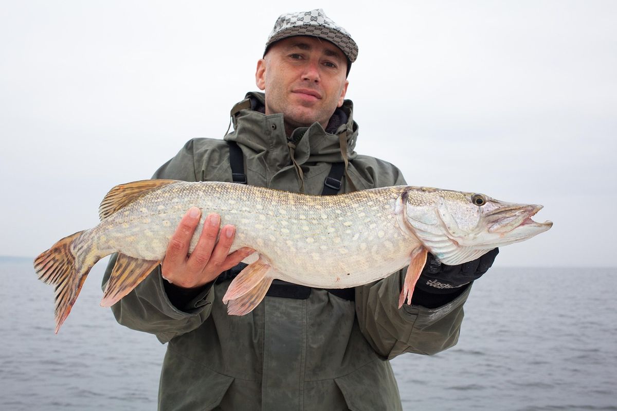 Angler hält einen gefangenen Zander