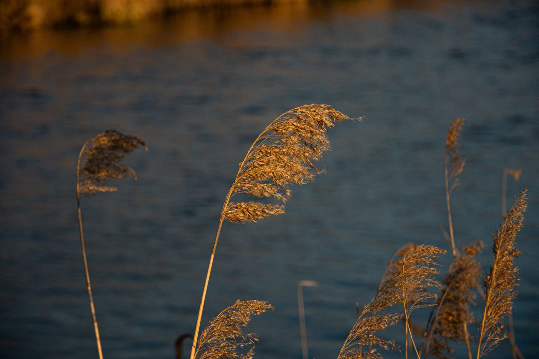 Schilf am Wasser in der Abendsonne